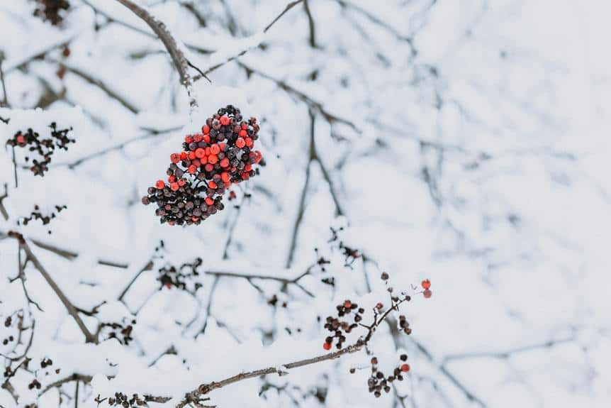 Rote Beeren auf einem schneebedeckten Ast.